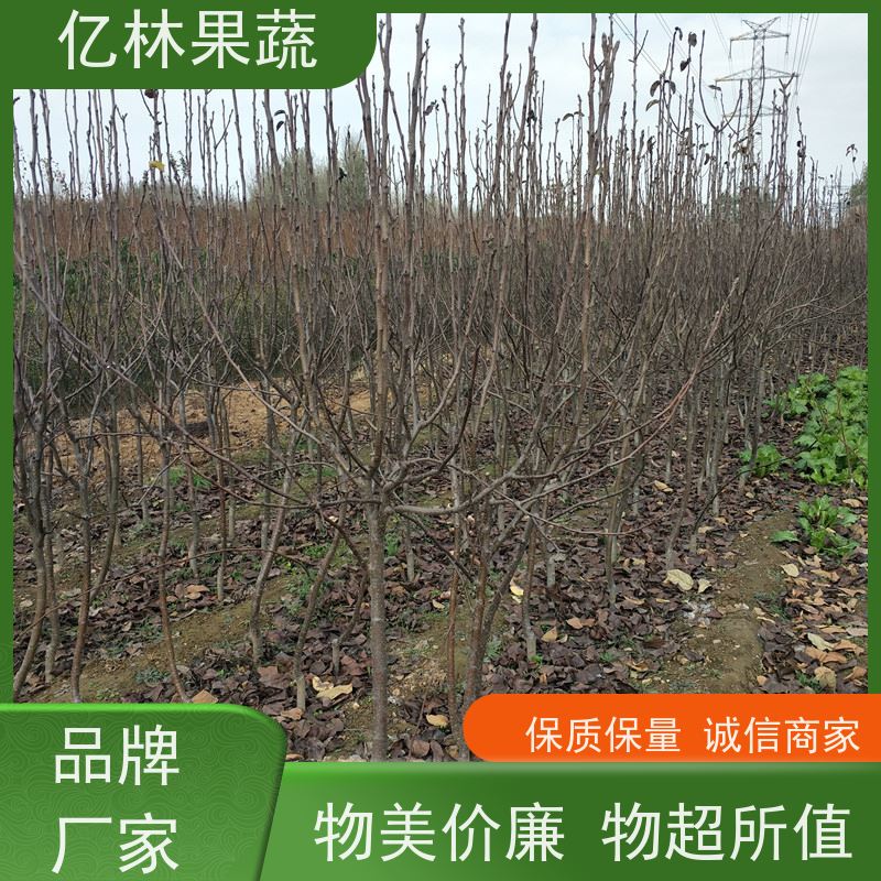 基地供应 冬桃苗 特产果树桃幼苗 果实饱满味道好