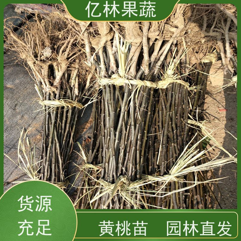 基地供应 园林嫁接桃苗 现挖现发新鲜 粗两公分 根系饱满成活率高