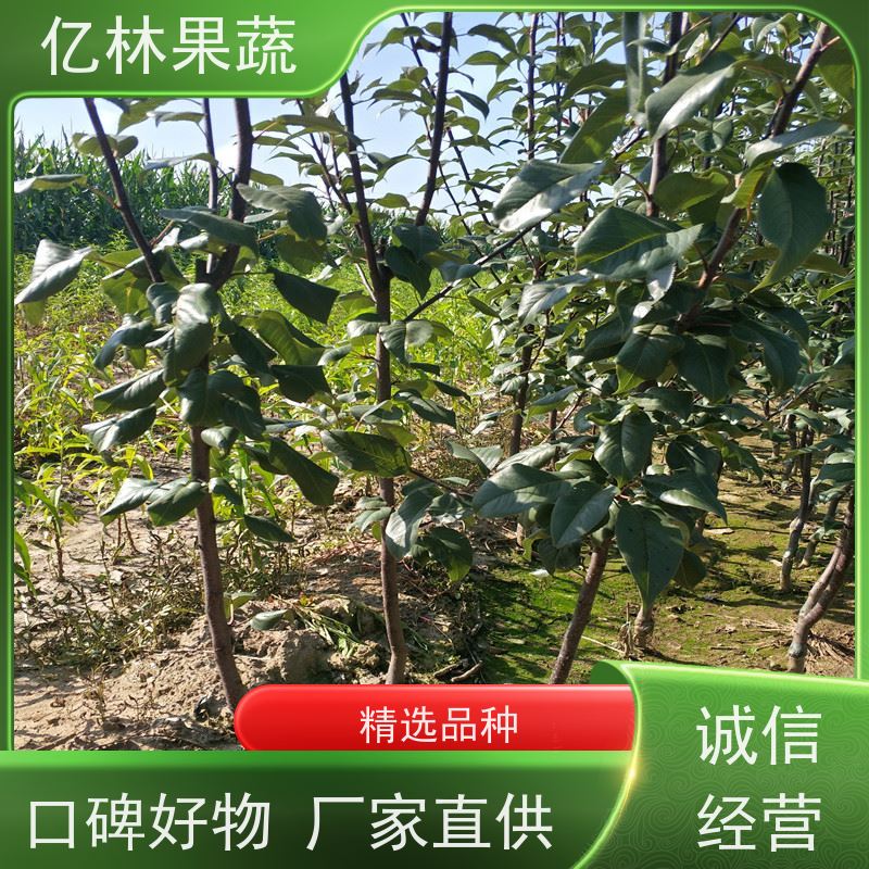 基地供应 桃树苗 现挖现发新鲜 粗两公分 果实饱满味道好