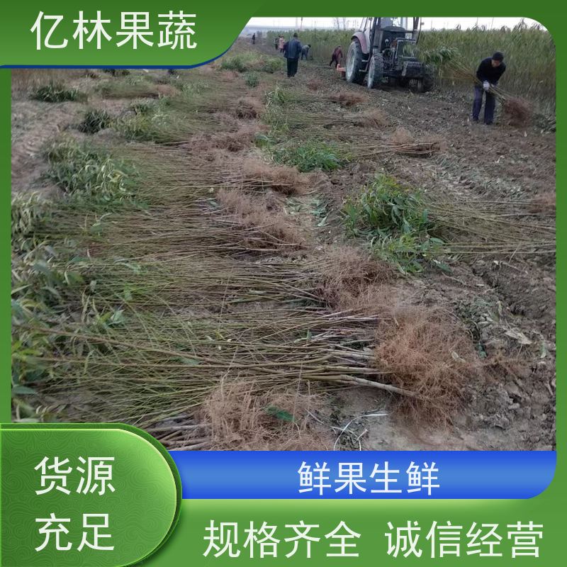 基地供应 晚熟桃树苗 三公分现挖现发 品种齐全 根系饱满成活率高