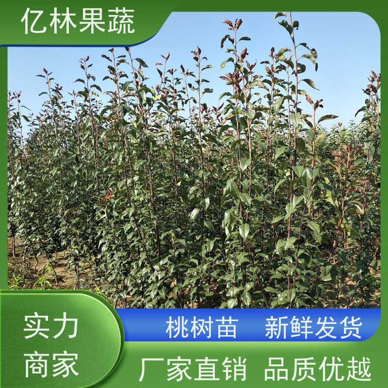 亿林苗木 园林嫁接桃苗 果树苗批发 当年结果 成活率高
