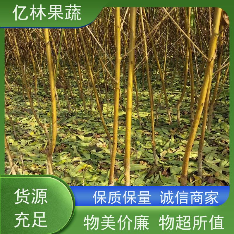 基地供应 黄桃苗 现挖现发新鲜 粗两公分 果实饱满味道好