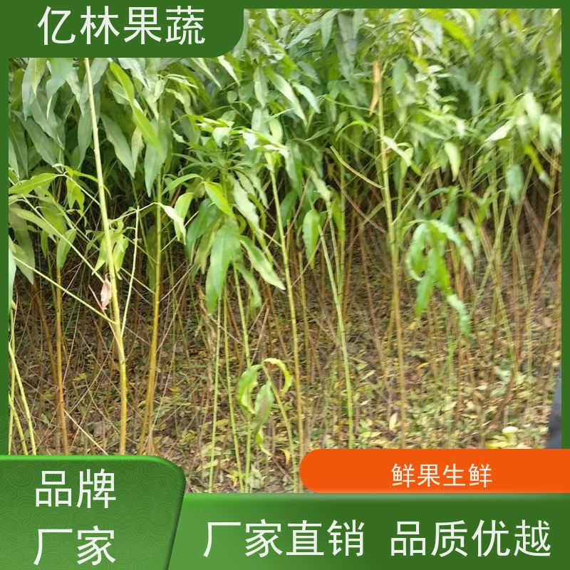 亿林苗木 黄桃苗 新品种挑苗 香甜可口 成活率高