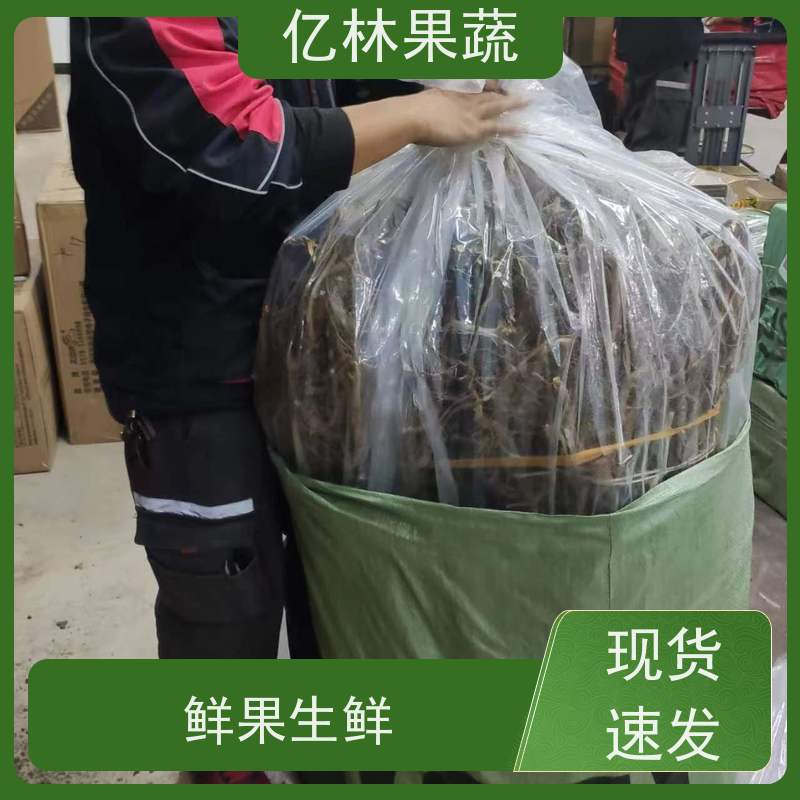 亿林苗木 黄桃苗 桃树果苗批发 自家园林 基地直发