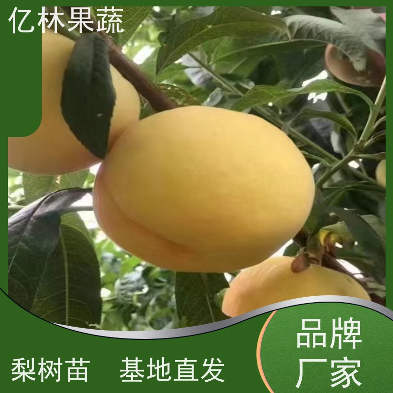 亿林苗木 黄桃苗 现挖现发 口感香甜 根系饱满成活率高