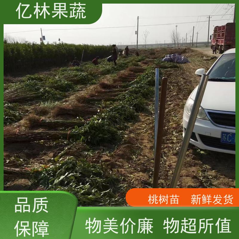 亿林苗木 秋彤桃 嫁接技术指导 抗寒能力强 根系饱满成活率高