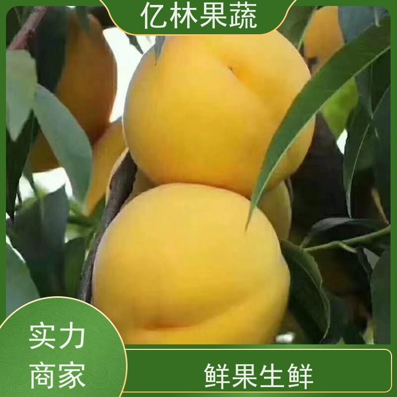 基地培育 桃树苗 特产果树桃幼苗 根系饱满成活率高