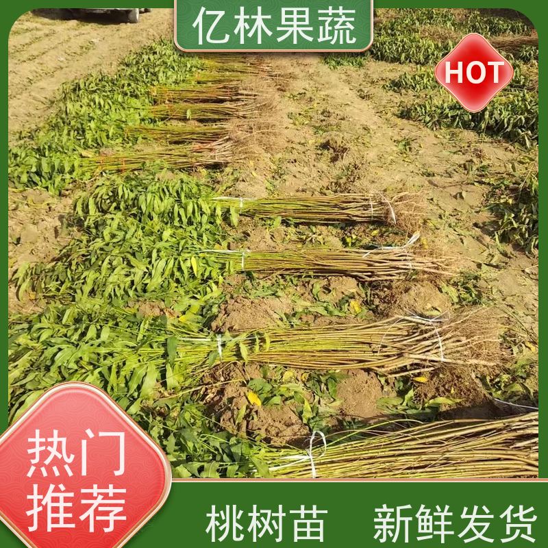 基地培育 冬桃苗 嫁接技术指导 抗寒能力强 果实饱满味道好