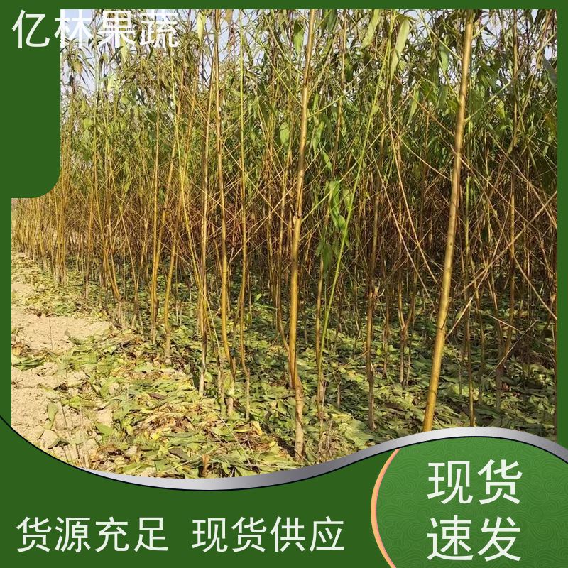 亿林苗木 园林嫁接桃苗 果树苗批发 当年结果 成活率高