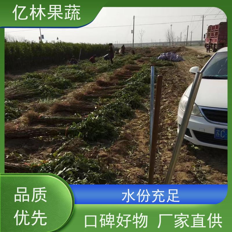 亿林苗木 黄桃苗 特产果树桃幼苗 易栽培桃树苗