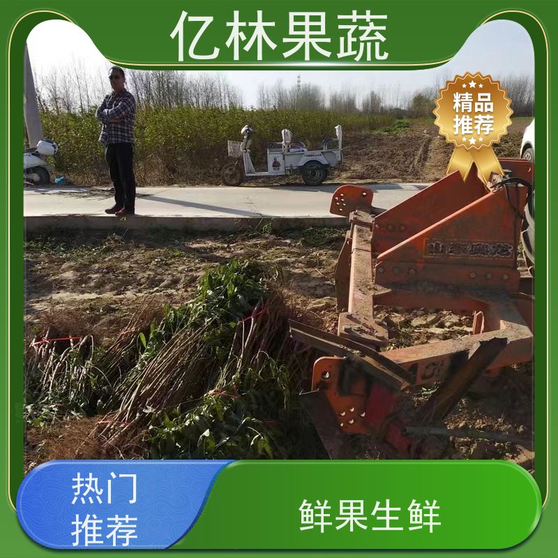 亿林苗木 桃树苗 三公分现挖现发 品种齐全 果实饱满味道好