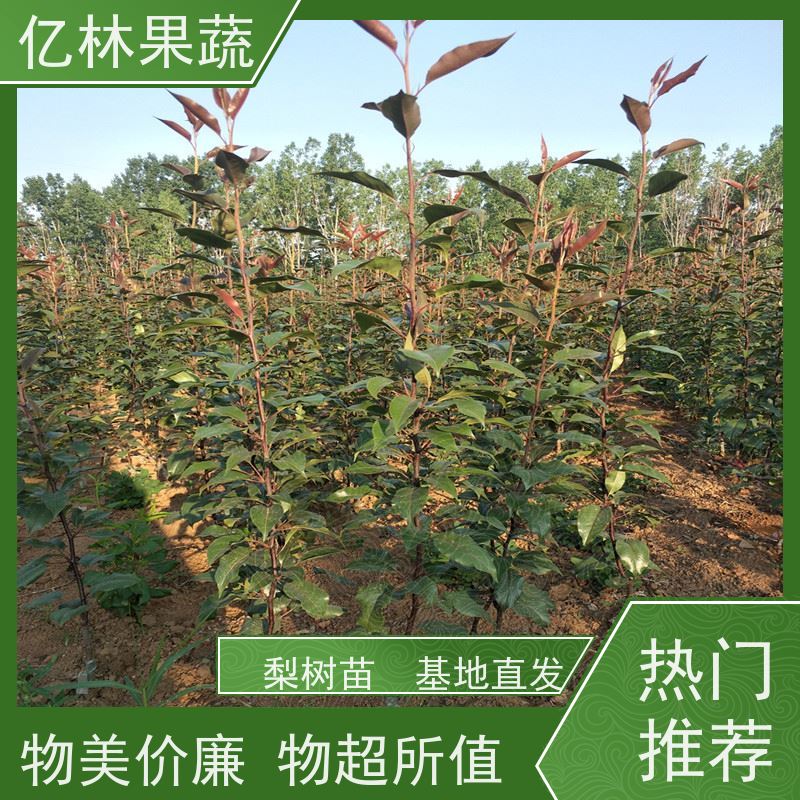 基地培育 油桃苗 新品种挑苗 香甜可口 成活率高