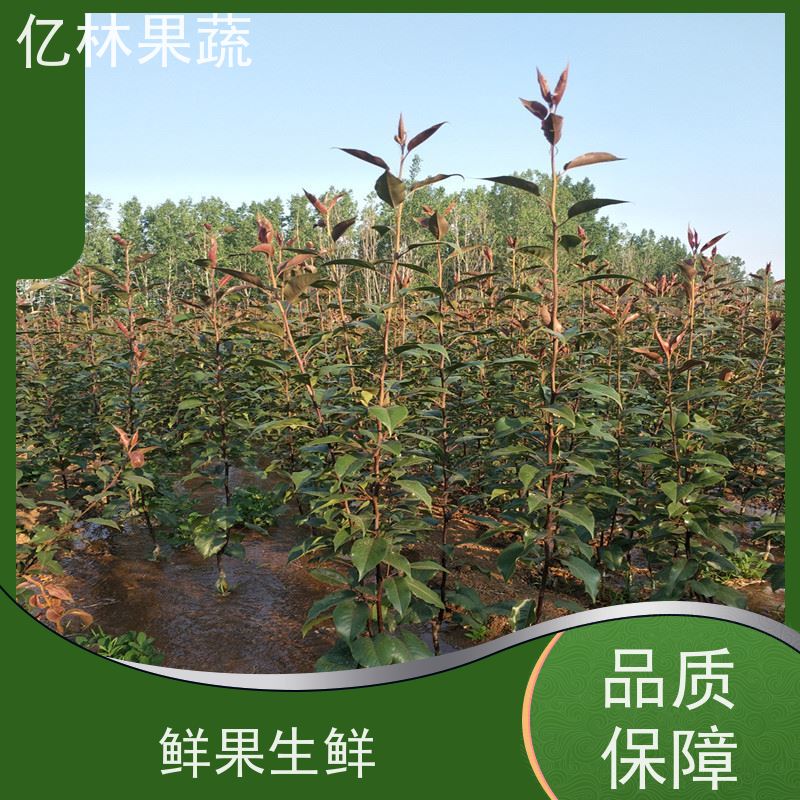 基地培育 桃树苗 晚熟品种桃 口感脆甜 根系饱满成活率高
