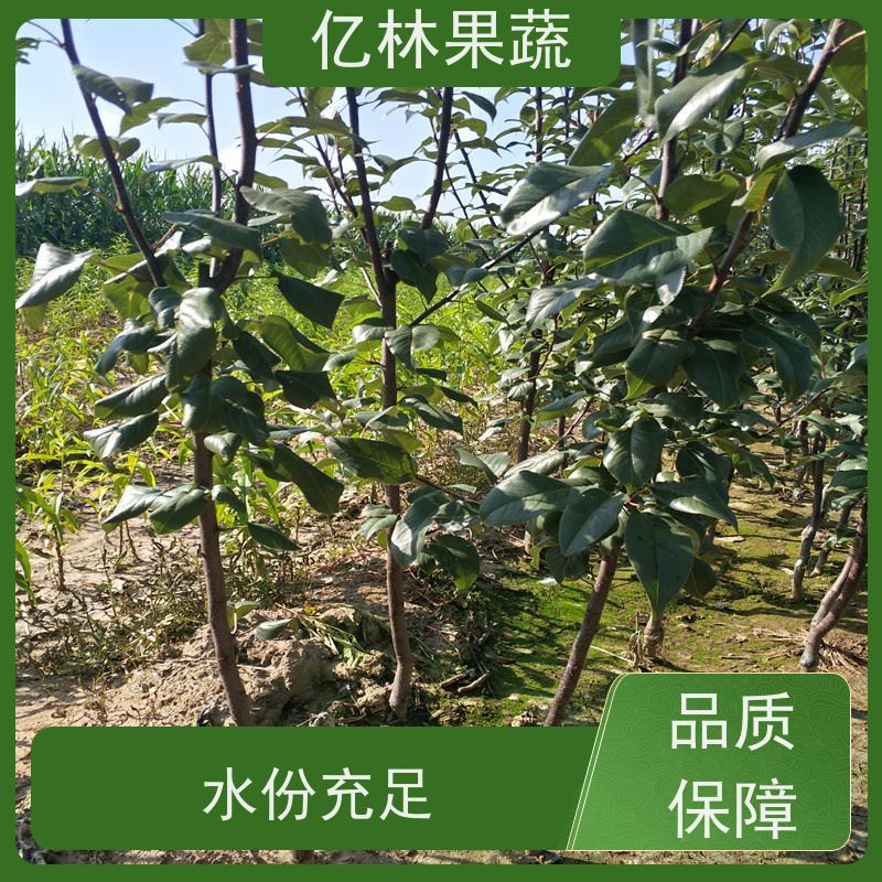 基地供应 桃树苗 三公分现挖现发 品种齐全 根系饱满成活率高