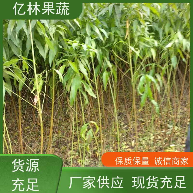 亿林苗木 秋彤桃 三公分现挖现发 品种齐全 易栽培桃树苗