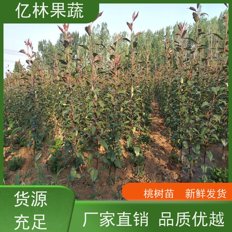 亿林苗木 秋彤桃 晚熟品种桃 口感脆甜 基地直发