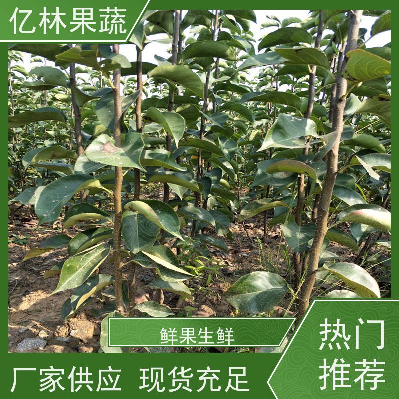 亿林苗木 油桃苗 嫁接技术指导 抗寒能力强 根系饱满成活率高