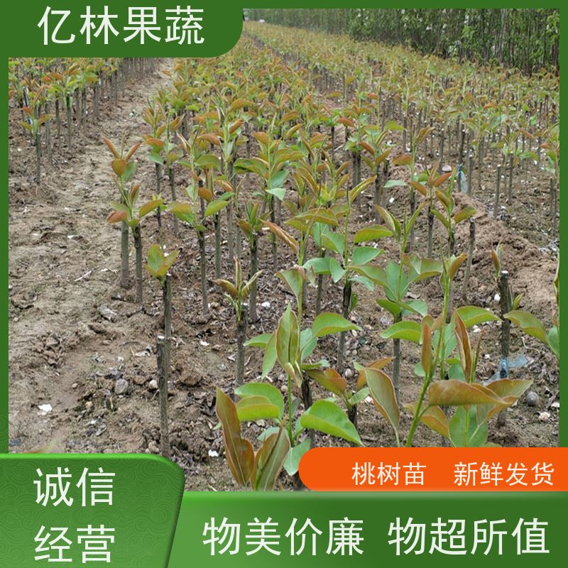 基地供应 园林嫁接桃苗 盆栽地栽庭院桃树苗苗 根系饱满成活率高