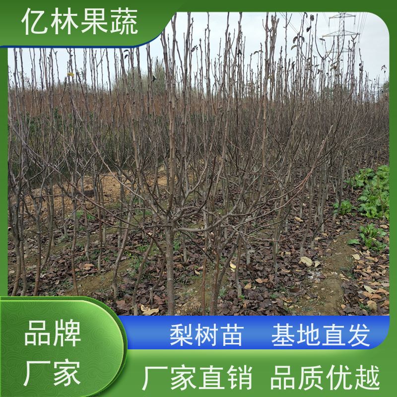 亿林苗木 油桃苗 现挖现发新鲜 粗两公分 根系饱满成活率高