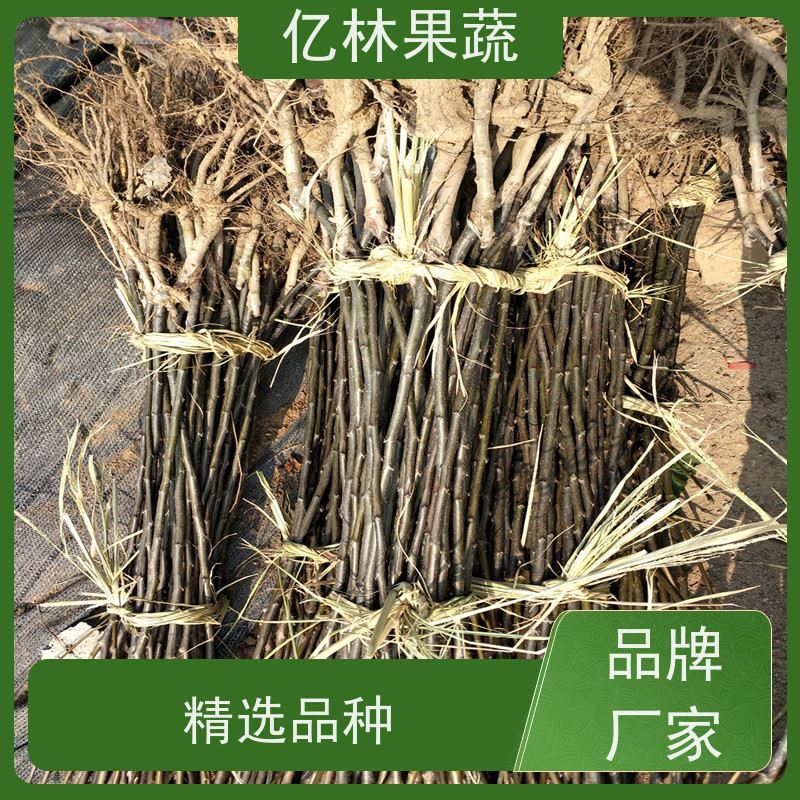 亿林苗木 秋彤桃 新品种挑苗 香甜可口 成活率高
