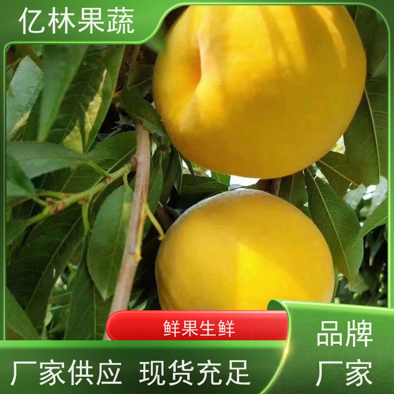 基地供应 油桃苗 嫁接技术指导 抗寒能力强 成活率高
