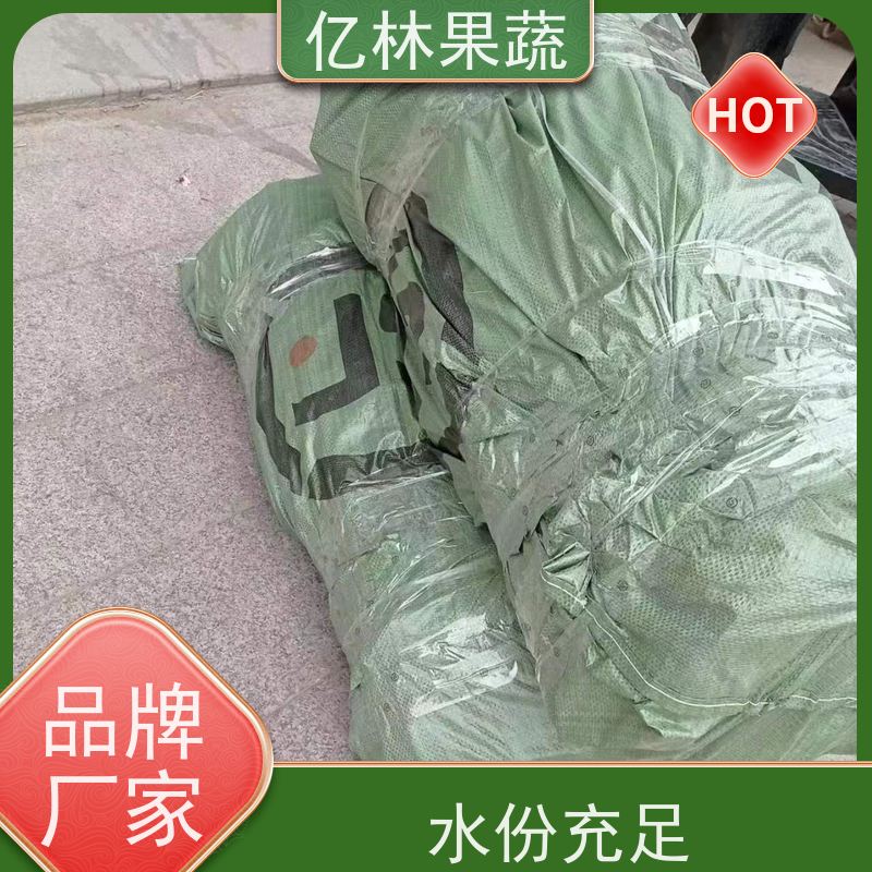 亿林苗木 黄桃苗 新品种挑苗 香甜可口 根系饱满成活率高