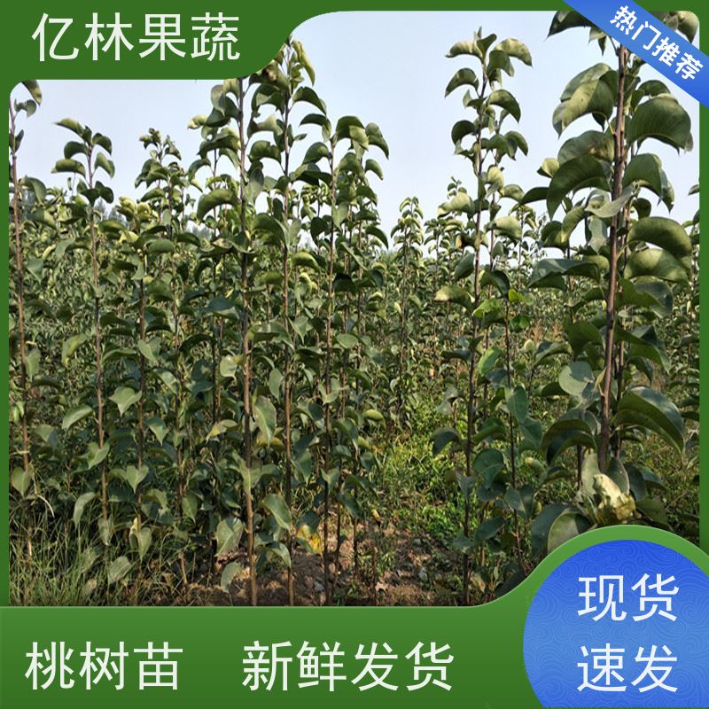 亿林苗木 冬桃苗 晚熟品种桃 口感脆甜 基地直发
