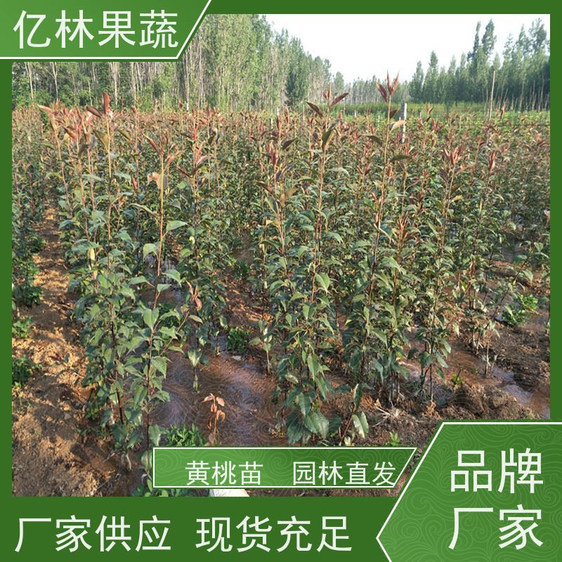 亿林苗木 黄桃苗 嫁接技术指导 抗寒能力强 根系饱满成活率高