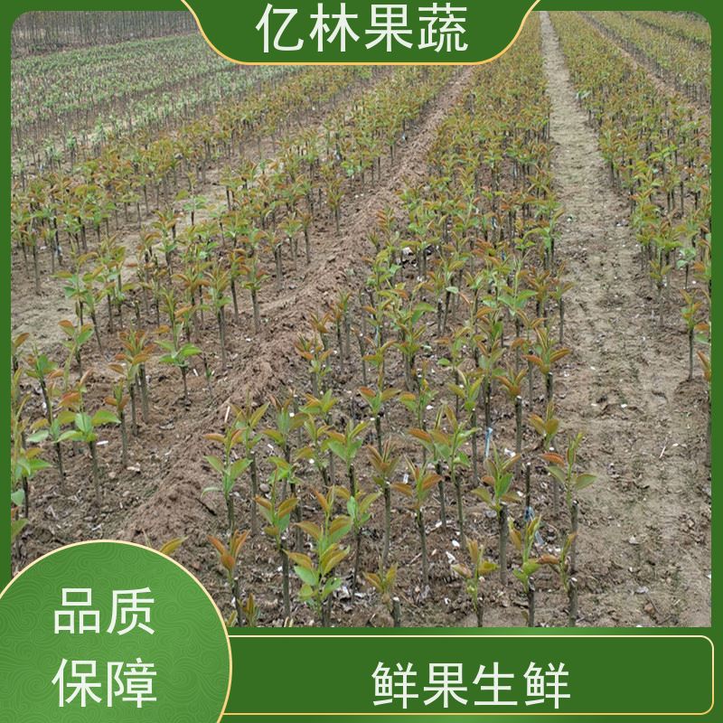 基地供应 黄桃苗 三公分现挖现发 品种齐全 果实饱满味道好