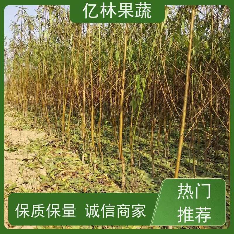 基地供应 油桃苗 新品种挑苗 香甜可口 易栽培桃树苗