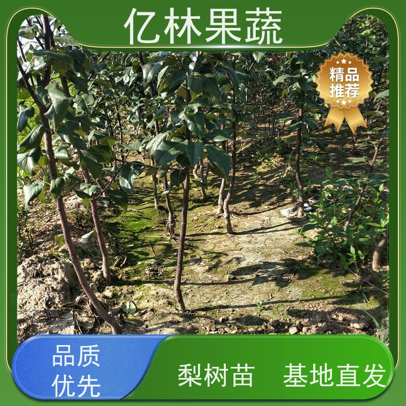 基地供应 冬桃苗 园林绿化果树苗 抗寒能力强 果实饱满味道好
