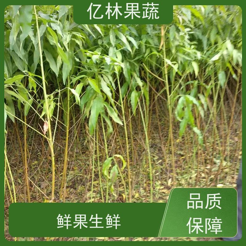 亿林苗木 冬桃苗 嫁接技术指导 抗寒能力强 根系饱满成活率高