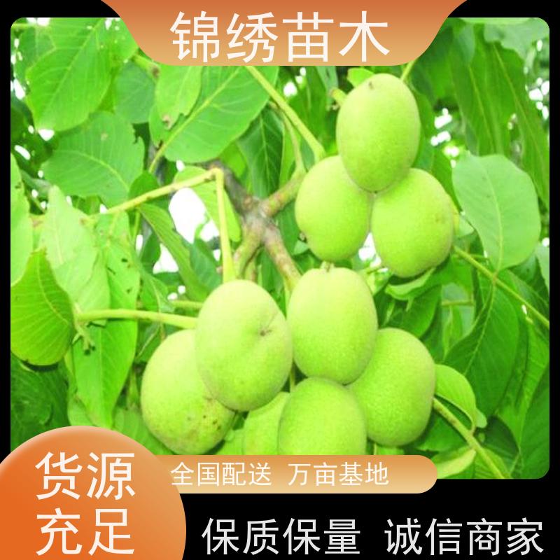 美国薄壳山核桃苗木1-3年 成活率高适应性强 密植优选栽培产量高