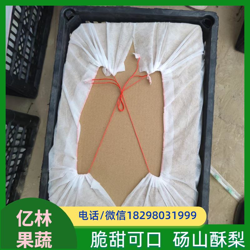 基地供应 果实饱满味道好 嫁接技术指导 抗寒能力强 八盘梨树苗