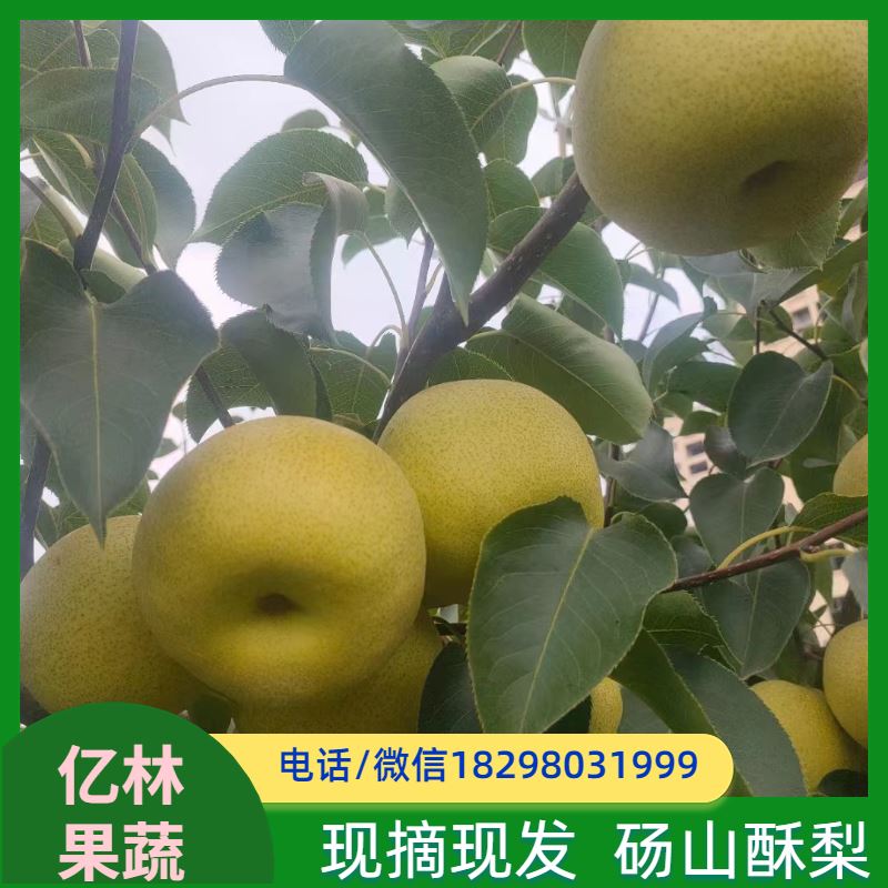 亿林苗木 果实饱满味道好 新农酥梨 现挖现发 早酥红梨苗