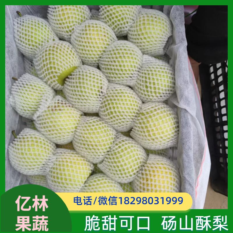 亿林苗木 果实饱满味道好 晚熟品种梨 口感脆甜 嫁接梨树苗