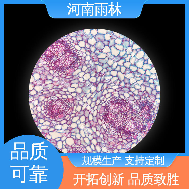 个性化定做 可后期加工 细胞清晰 教学切片 雨林教育