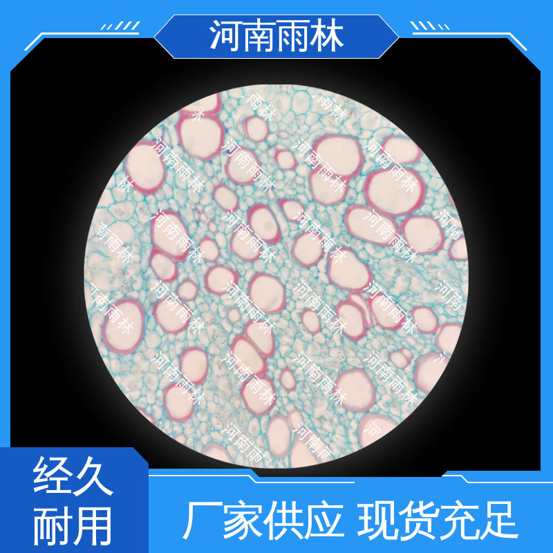 性价比高 显微切片 专业 颜色鲜亮 雨林教育工程