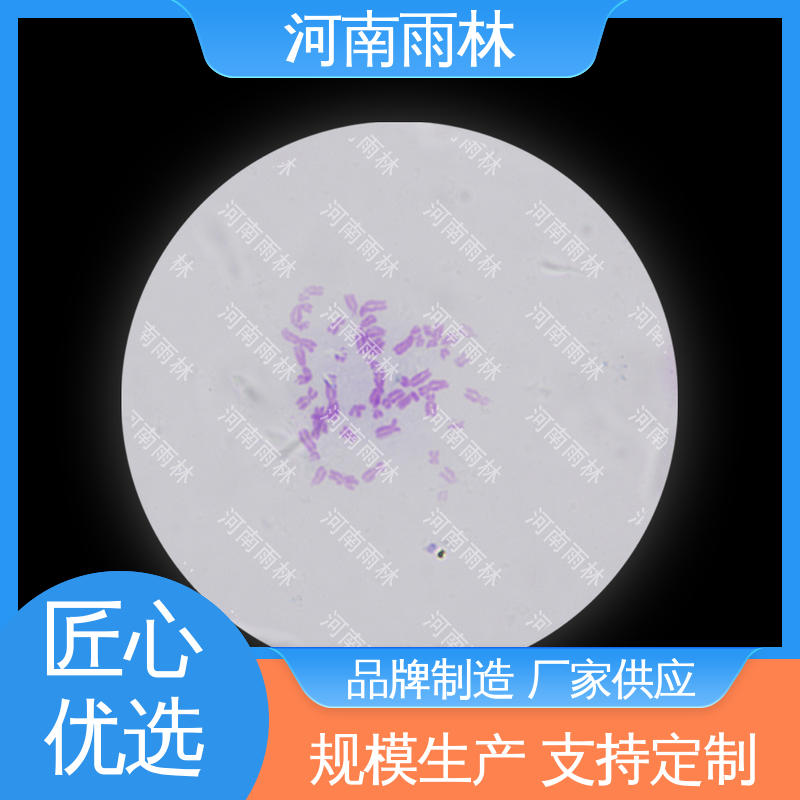 雨林教育 显微切片 颜色鲜亮 支持定制 可后期加工