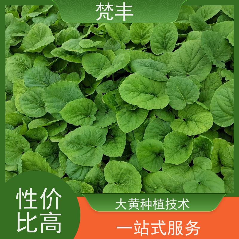 梵丰 大黄种植 活抗虫害全国发货 长期供应 诚信经营