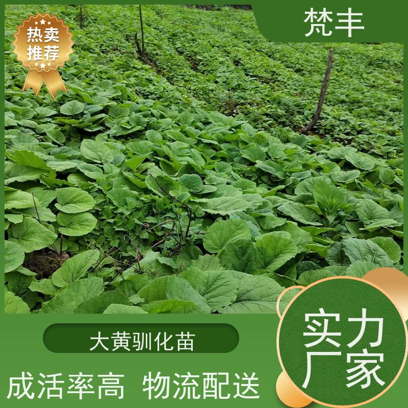 梵丰 大黄用途 现挖 好种 易活活 库存充足 成活率高