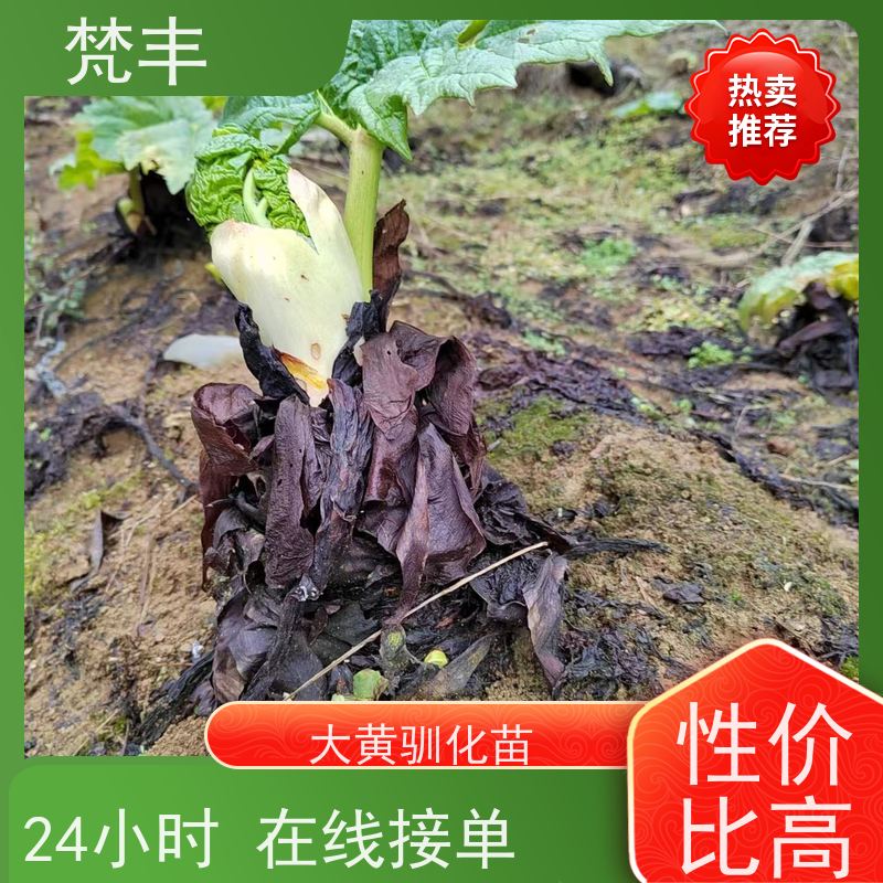 梵丰 大黄管理方法 庭院绿化常绿苗木 欢迎来电洽谈