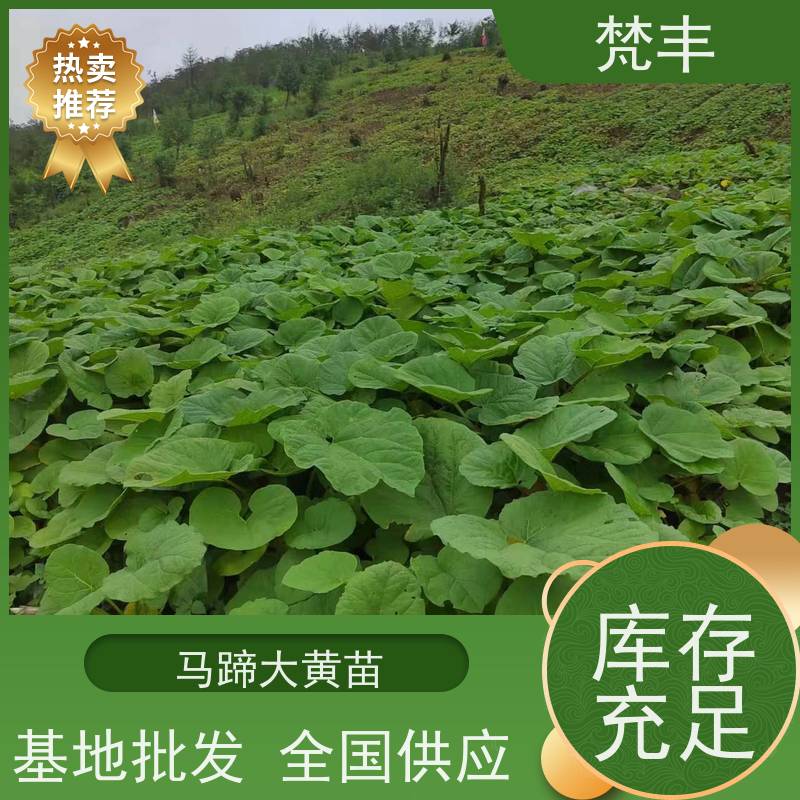 梵丰 大黄驯化 成活率高 品质好 长期供应 诚信经营