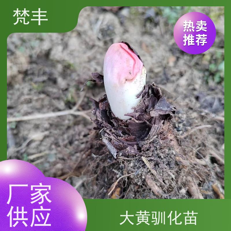梵丰 大黄基地 中药材苗容易种活 盆栽耐寒易活苗