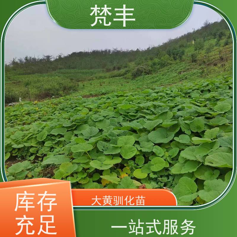 梵丰 大黄用途 中药材苗容易种活 基地直发 货源充足