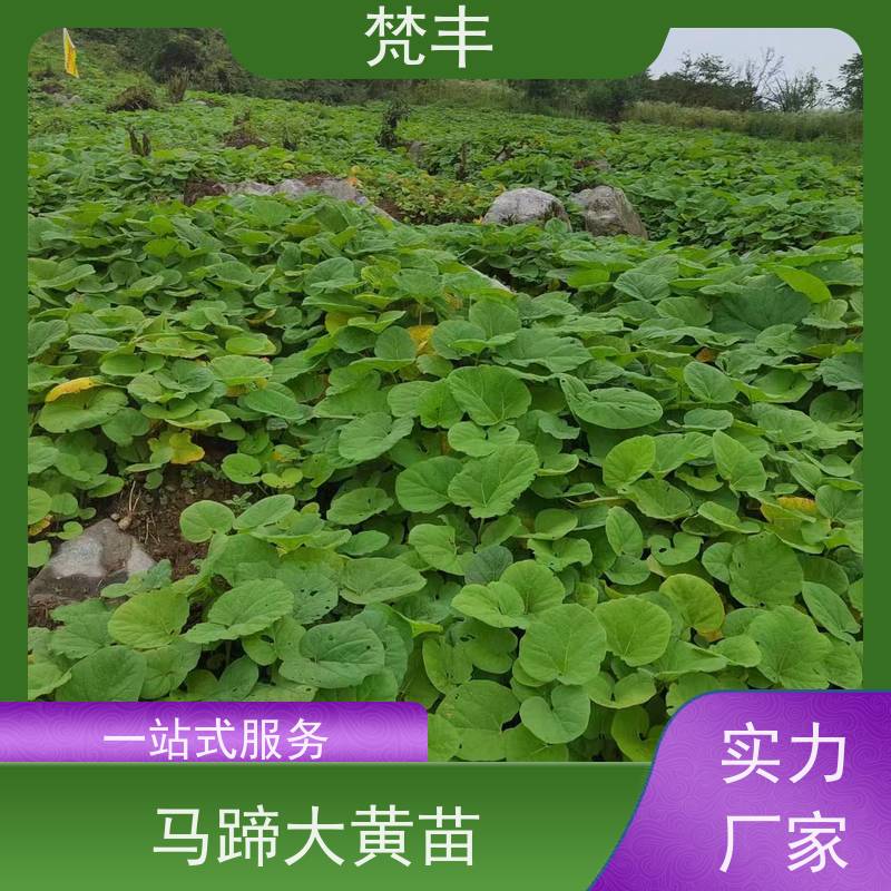 梵丰 大黄管理方法 原产地 种植基地 在线接单 物流配送 