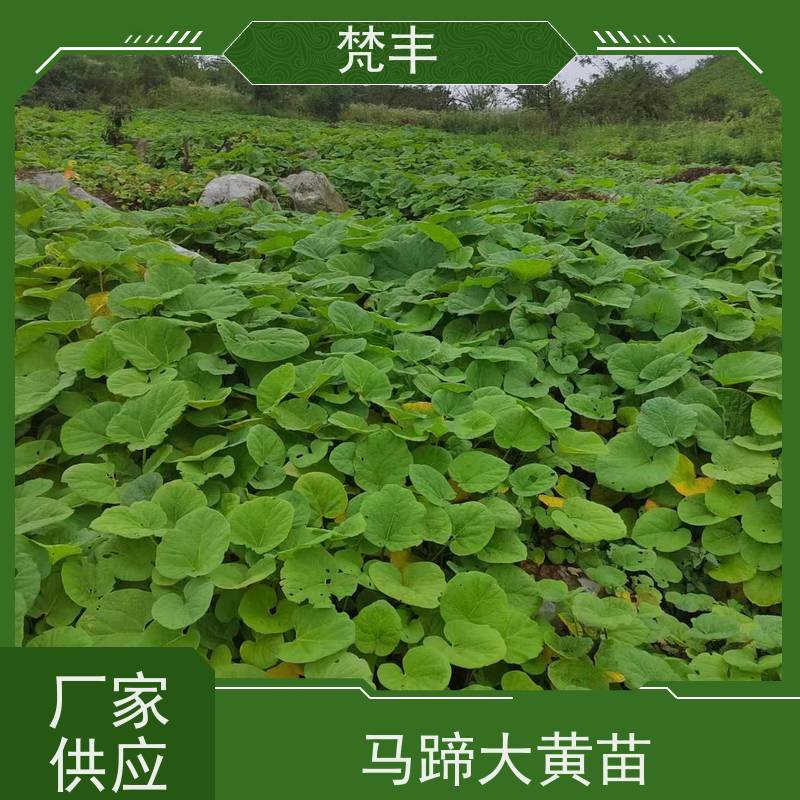 梵丰 大黄种植 庭院绿化常绿苗木 盆栽耐寒易活苗