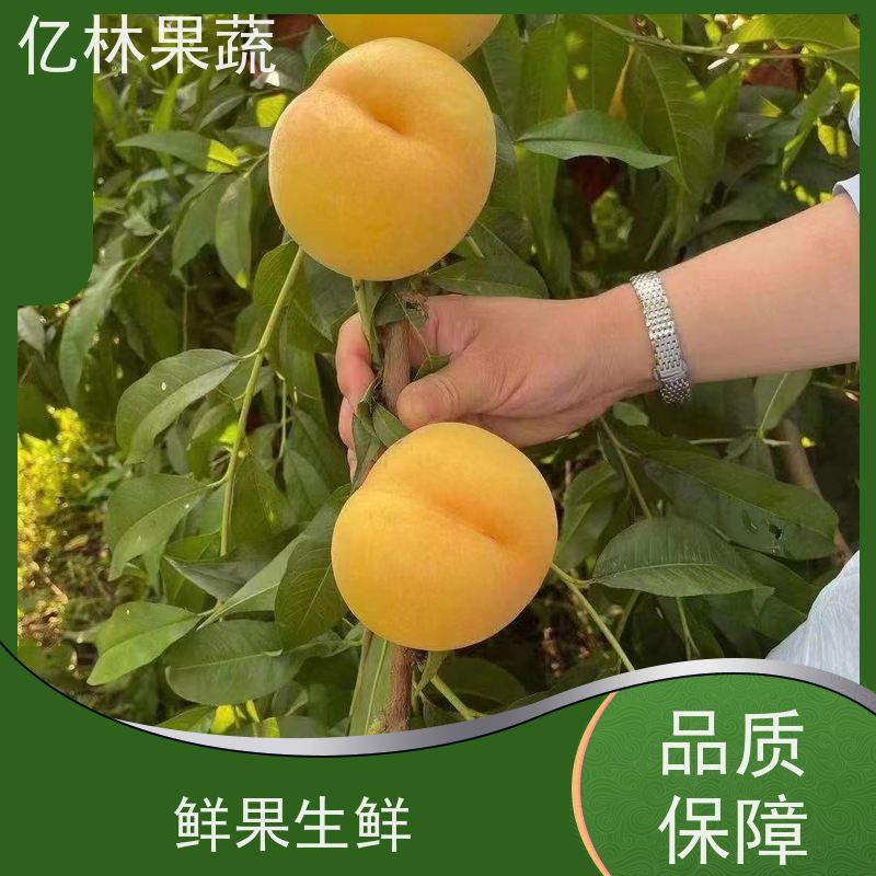 基地供应 桃树苗 三公分现挖现发 品种齐全 根系饱满成活率高
