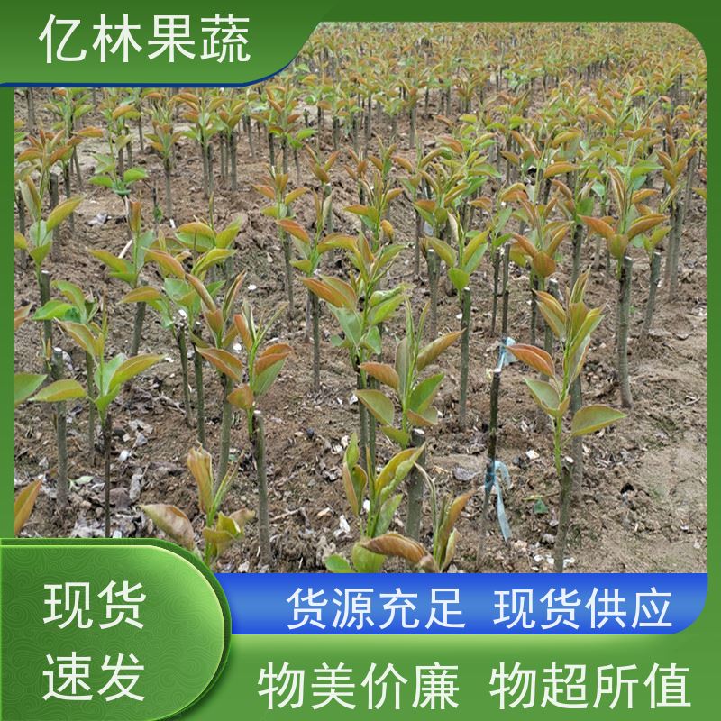 基地供应 桃树苗 特产果树桃幼苗 根系饱满成活率高