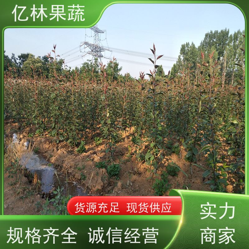 亿林苗木 桃树苗 晚熟品种桃 口感脆甜 果实饱满味道好